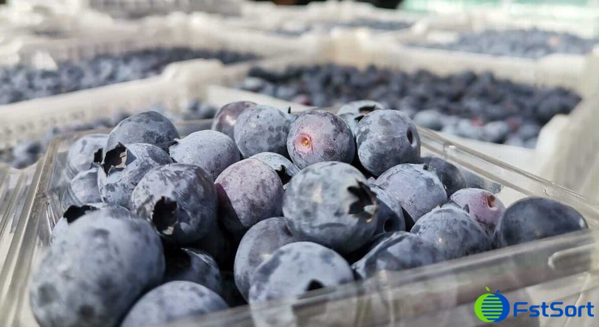 images/1669708035134blueberry sorting machine.jpeg